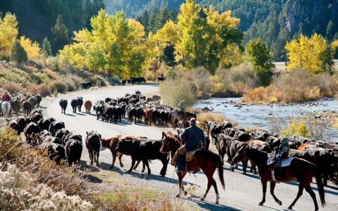 Cattle drive near Boulder