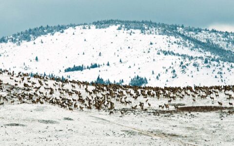 Rocky Mountain Front Elk